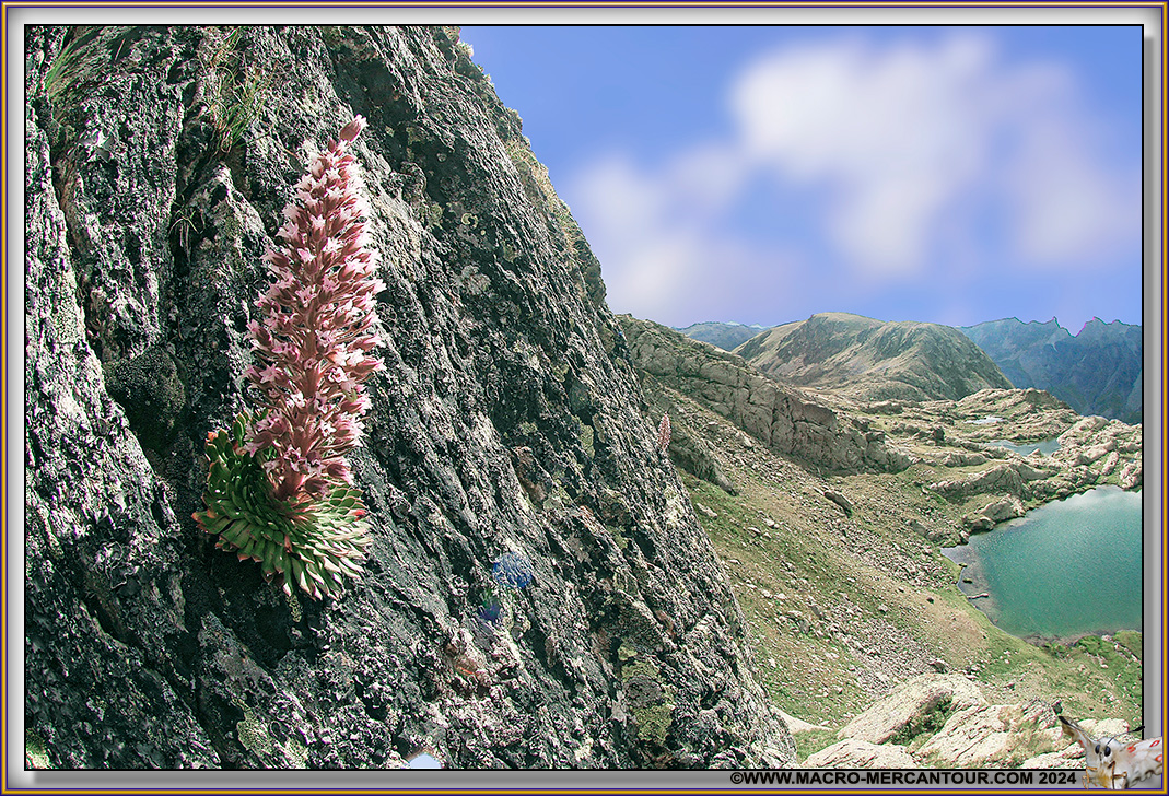 Saxifrage florulenta Moretti